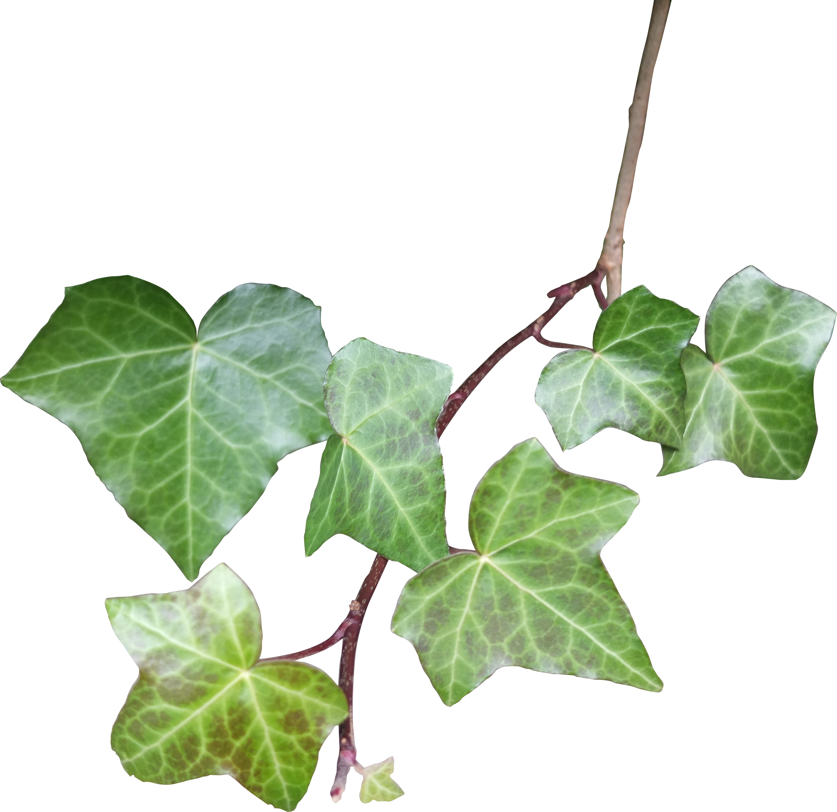 天然食品めぐる